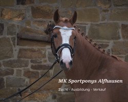 horse Nico (German Riding Pony, 2012, from Neckar)