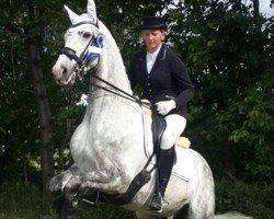 dressage horse Ginoretto (Zweibrücken, 2007, from Ginsberg II)