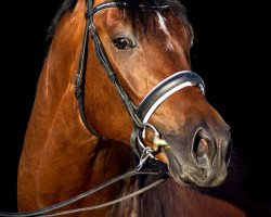 dressage horse Friesenfürst F (Hanoverian, 2012, from Florencio I)