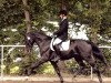 dressage horse Stettiner F (Hanoverian, 2008, from Stedinger)