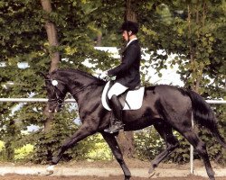 dressage horse Stettiner F (Hannoveraner, 2008, from Stedinger)