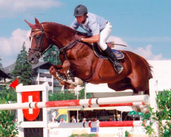 stallion Garitchou d'Oc AA (Anglo-Arabs, 1994, from Faritchou AA)