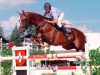 stallion Garitchou d'Oc AA (Anglo-Arabs, 1994, from Faritchou AA)