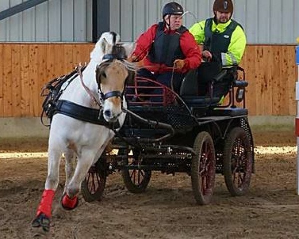 Pferd Kjaergaards Armani (Fjordpferd, 2012, von Tulstruplunds Hudini)