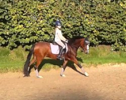 dressage horse Blace (German Riding Pony, 2012, from Batman)