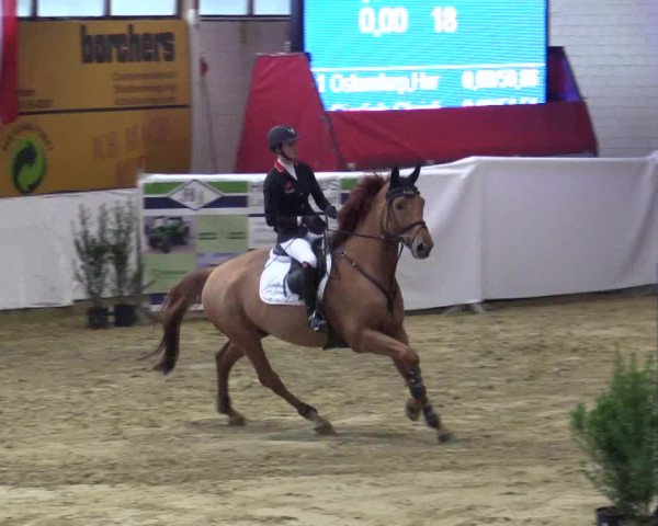 Reitturnier Borken 2018