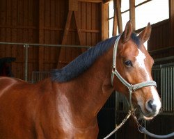 jumper Forest Jump 4 (KWPN (Royal Dutch Sporthorse), 2010, from Zambesi TN)