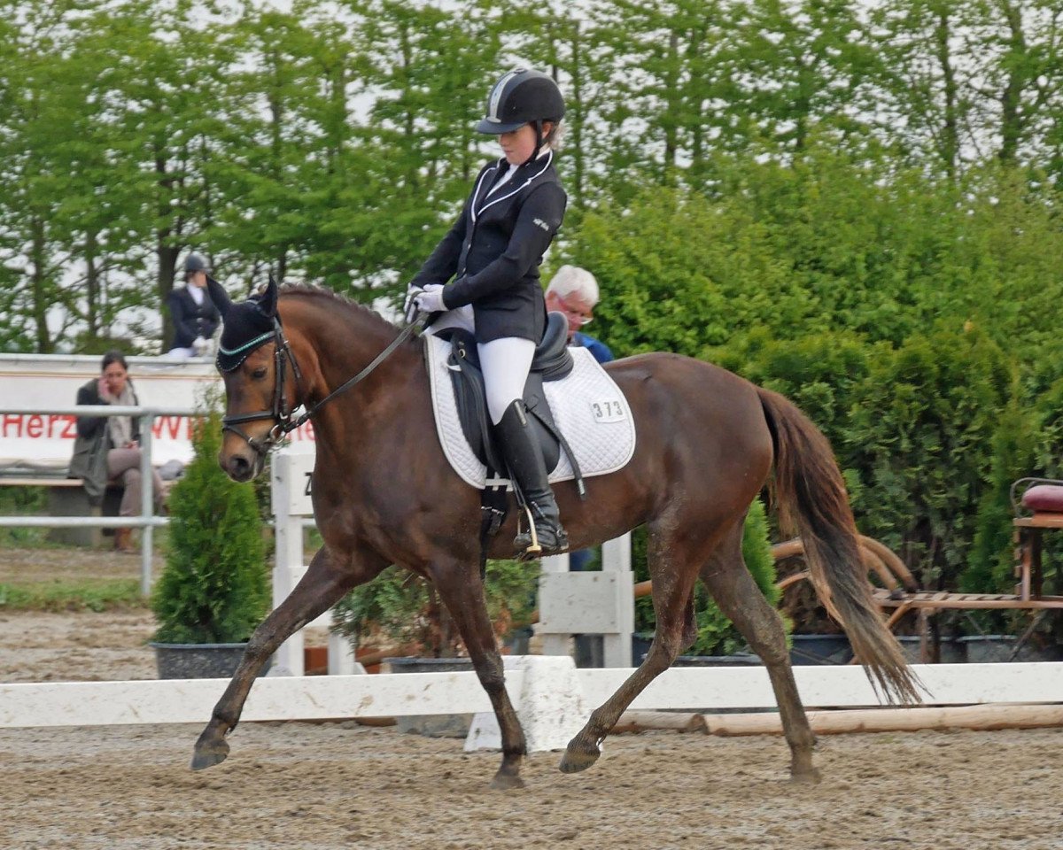 broodmare WhyNot Ladys First (Welsh-Pony (Section B), 2011, from Greenvillage Pr)