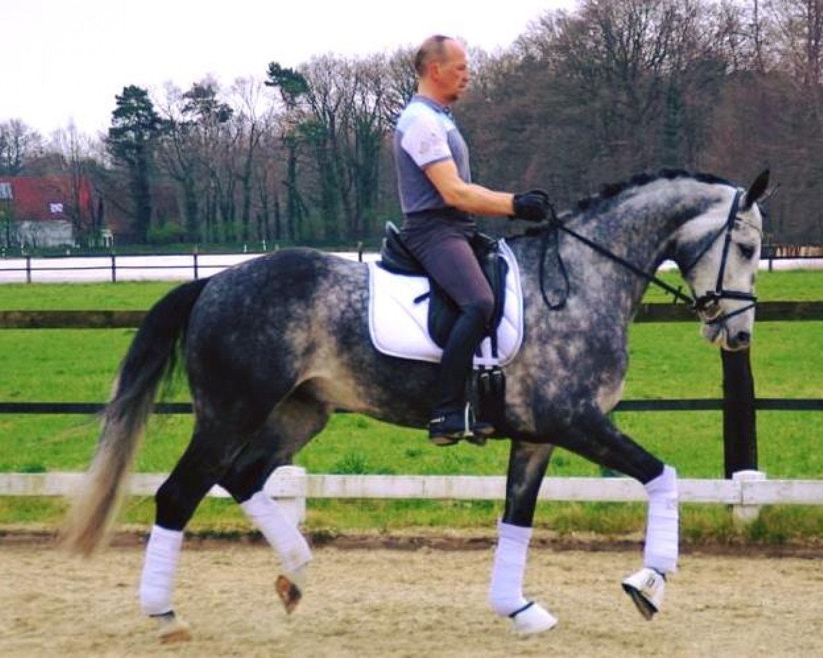 dressage horse Dynamo 22 (Hanoverian, 2012, from Don Index)