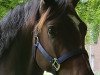 dressage horse Don Chocolate 4 (German Riding Pony, 2015, from Dreidimensional AT NRW)