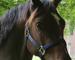 Dressurpferd Don Chocolate 4 (Deutsches Reitpony, 2015, von Dreidimensional AT NRW)