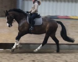 dressage horse Fairy Queen 14 (Westfale, 2010, from Fanfani 4)