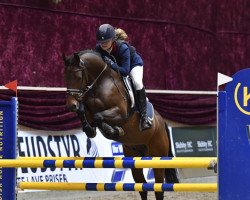 jumper King Louis (German Sport Horse, 2006, from King Kolibri)