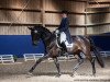 dressage horse Rubinjo R (Württemberger, 2005, from Rosario 37)