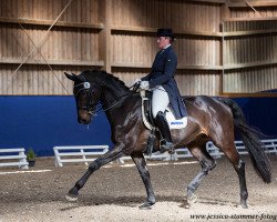 dressage horse Rubinjo R (Württemberger, 2005, from Rosario 37)