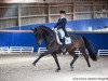 dressage horse Darboven (Hanoverian, 2006, from Don Kennedy)