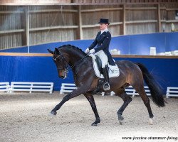 dressage horse Darboven (Hanoverian, 2006, from Don Kennedy)