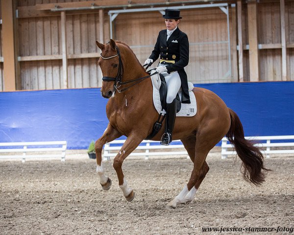 dressage horse Filegra (Royal Warmblood Studbook of the Netherlands (KWPN), 2010, from Zhivago)