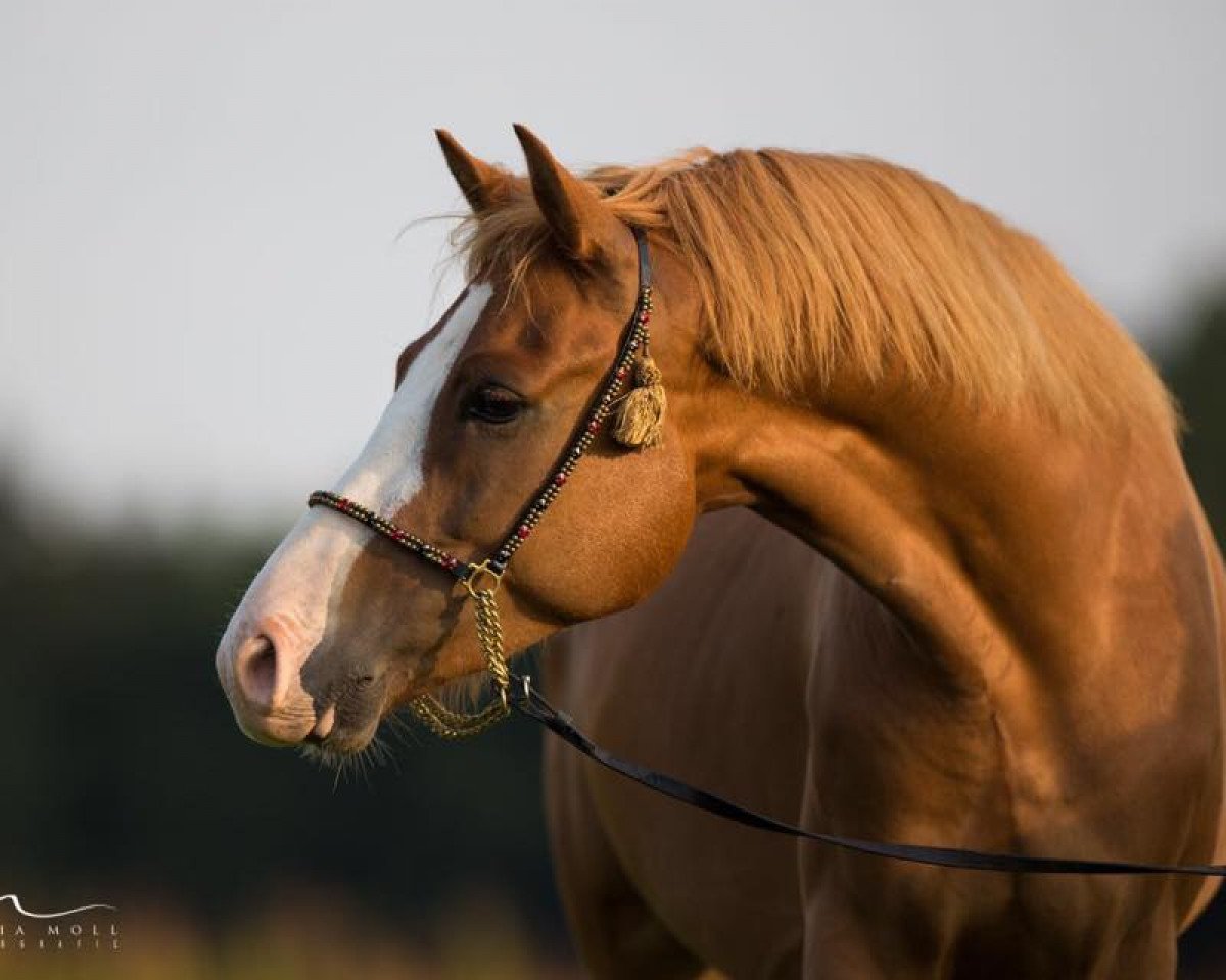 horse Mr.Moonlight (German Riding Pony, 2013, from The Braes My Mobility)