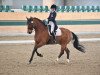 dressage horse Bequia Simba (Hanoverian, 2010, from Bequia)