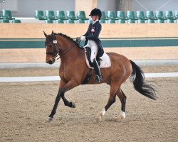 dressage horse Bequia Simba (Hanoverian, 2010, from Bequia)