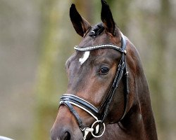 stallion Q-Sieben OLD (Oldenburg, 2015, from Quantensprung 3)