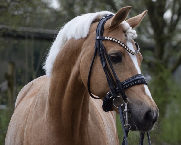 stallion Golden Gate N (German Riding Pony, 2007, from Nebo General Pride)