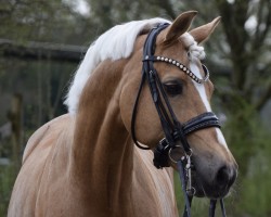 stallion Golden Gate N (German Riding Pony, 2007, from Nebo General Pride)