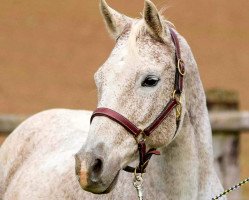 broodmare Gräfin Anuschka (Trakehner, 1999, from Herzzauber)