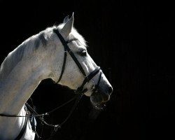 Zuchtstute Amie (Lettisches Warmblut, 2007, von R.Adermie 58)