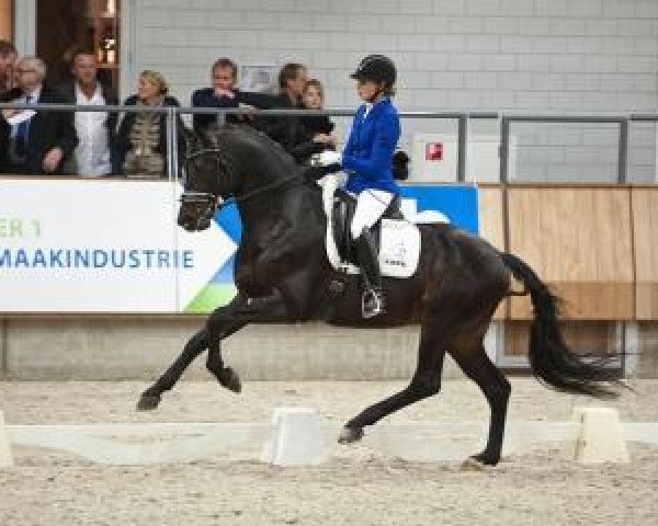 stallion For Gribaldi (KWPN (Royal Dutch Sporthorse), 2010, from Gribaldi)