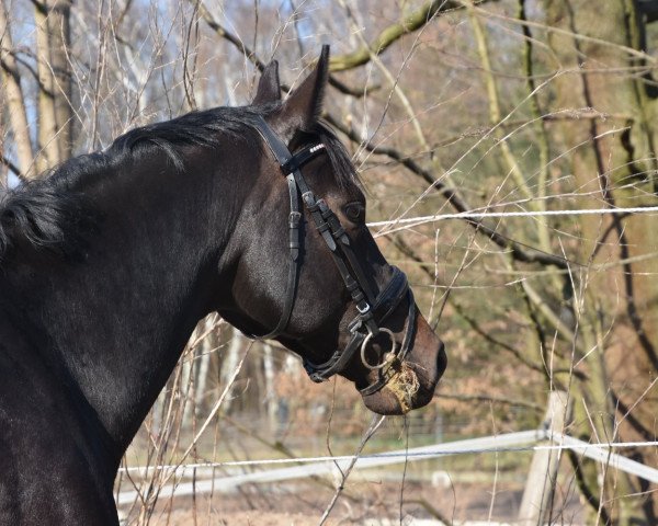 jumper Continuo de Cheval (Oldenburg show jumper, 2012, from Contendros 2)