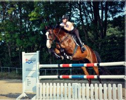 jumper Solero (Hanoverian, 2005, from Stedinger)