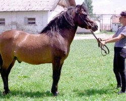 stallion Rygor (Hucul, 1983, from Goral XIV)