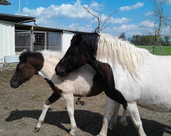 broodmare Wolta (Hucul, 2007, from Burzan)