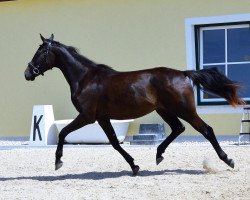 broodmare Melferergut's NOSTRA TOSCA (Oldenburg, 2015, from Dante Weltino Old)