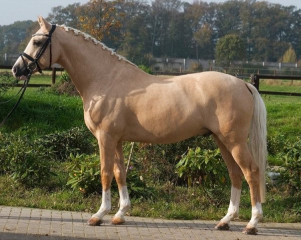 dressage horse Giglbergs Dragonfly (German Riding Pony, 2007, from Derano Gold)