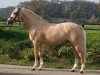 stallion Giglbergs Dragonfly (German Riding Pony, 2007, from Derano Gold)