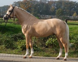 dressage horse Giglbergs Dragonfly (Deutsches Reitpony, 2007, from Derano Gold)