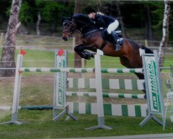 jumper Cayenne B (Oldenburg show jumper, 2008, from VDL Cardento 933)