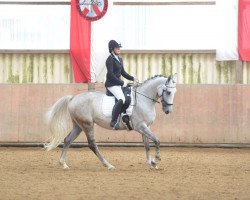 dressage horse Nika Finesse (Polish Warmblood, 2011, from Koleś)