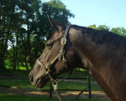 dressage horse Donna Vita (Hanoverian, 2007, from Don Crusador)