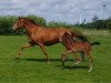 broodmare Bellandora (Oldenburg, 1998, from Landor S)