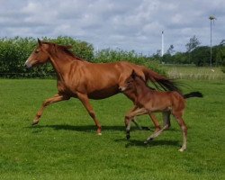 Pferd Bellandora (Oldenburger, 1998, von Landor S)