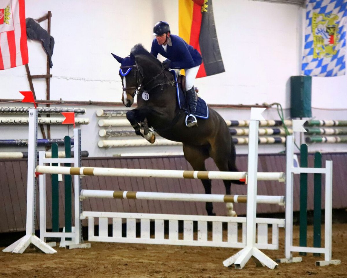 Zuchtstute Caliana 3 (Westfale, 2010, von Colmani)