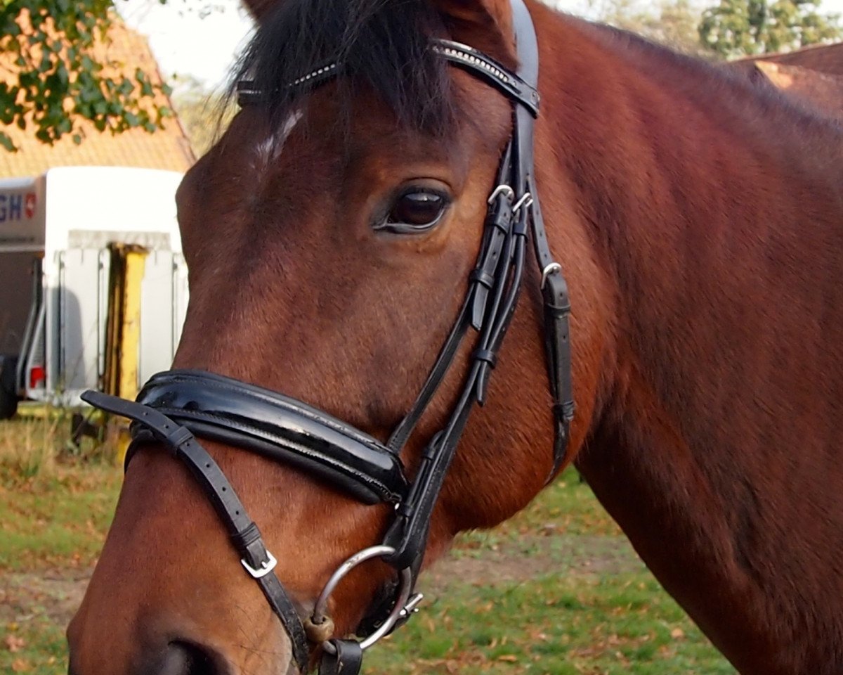 Dressurpferd Quelle Surprise (Westfale, 2005, von Quattro B)