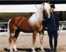 stallion Winterstein (Haflinger, 1982, from 1295 Wildmoos)