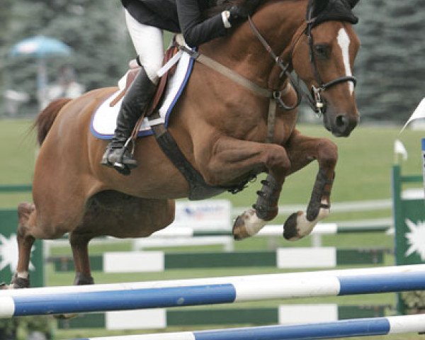 horse Windus (Belgian Warmblood, 1999, from Skippy II)