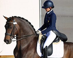 stallion Olivi (KWPN (Royal Dutch Sporthorse), 1996, from Jazz)