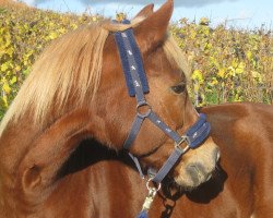 dressage horse Teddy Longleg (German Riding Pony, 2000, from Till The Champ)